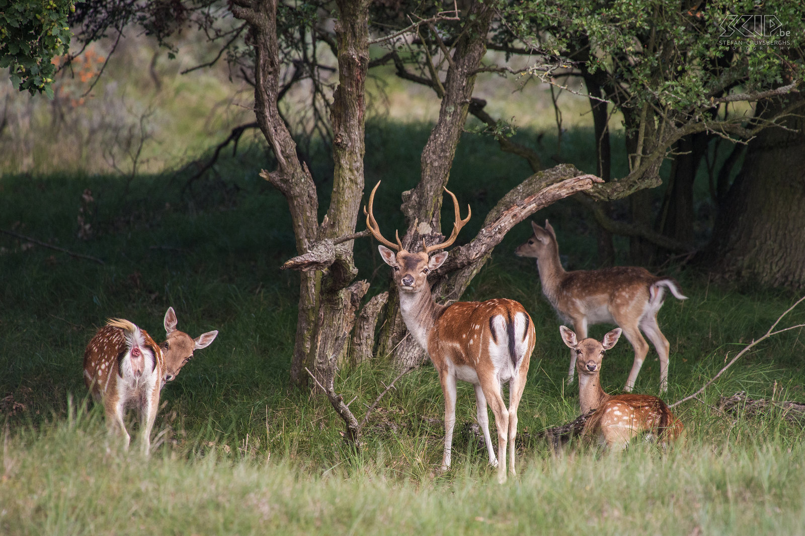 Amsterdamse Waterleidingduinen - Damherten De Amsterdamse Waterleidingduinen is een prachtig natuurgebied in de provincie Noord-Holland in Nederland. Het is een duinengebied met veel water kanalen. Het heeft de grootste populatie damherten in Nederland. Er wordt geschat dat er 3000 damherten leven. Er zijn ook vossen, waarvan sommige van hen gewend zijn aan mensen, reeën en vele vogels. We bezochten ook het aangrenzende Nationaal Park Zuid-Kennemerland. We konden de wisenten (Europese bizon), die in het Kraansvlak werden uitgezet in 2007, wel niet terugvinden. We zagen wel een mooie kudde Schotse Hooglanders.<br />
 Stefan Cruysberghs